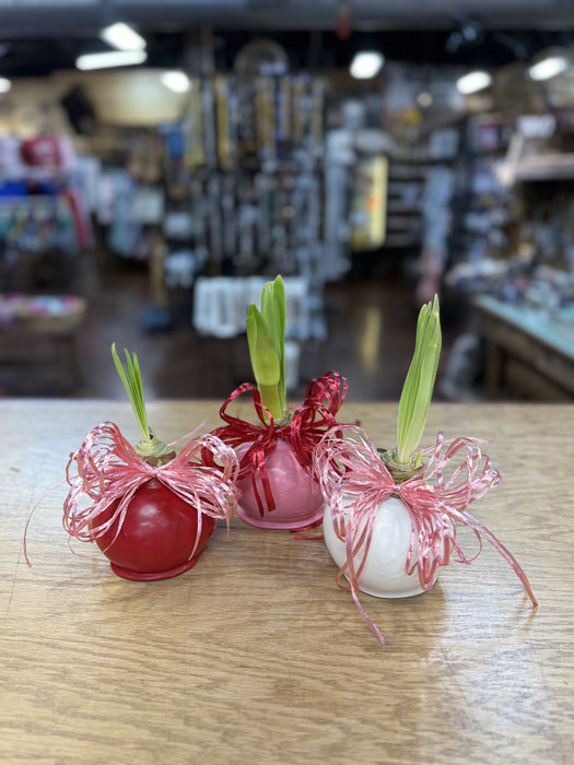 Waxed Amaryllis Bulbs.  No Maintenance bulbs that will bloom in 3-6 weeks.