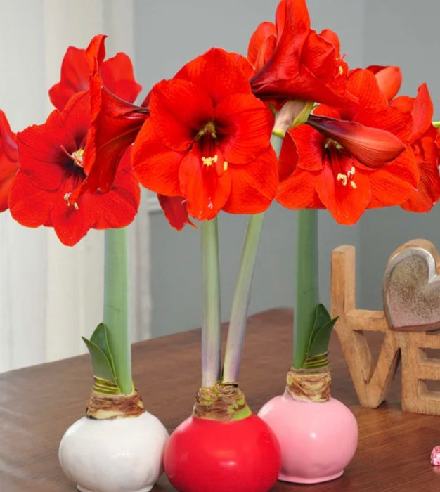 Waxed Amaryllis Bulbs.  No Maintenance bulbs that will bloom in 3-6 weeks.
