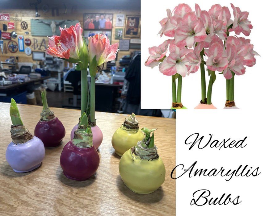 Waxed Amaryllis Bulbs.  No Maintenance bulbs that will bloom in 3-6 weeks.